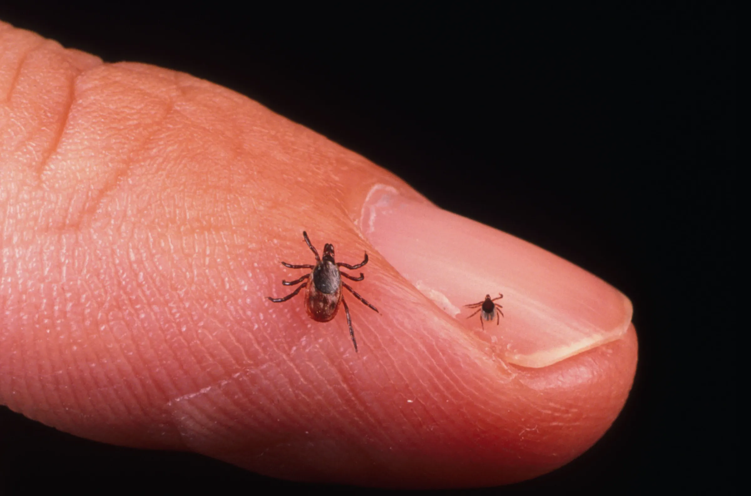 DoW Tick-Borne Disease Idea Development Award 2026: Up to $800,000